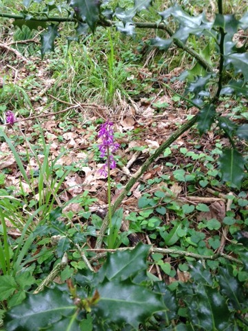Wild Orchid